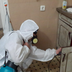 Дезинфекция от муравьев в квартире в Комсомольске-на-Амуре